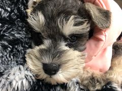 -爱侣宠医·鹦鹉专科·小型哺乳类·异宠专科(灵石路店)