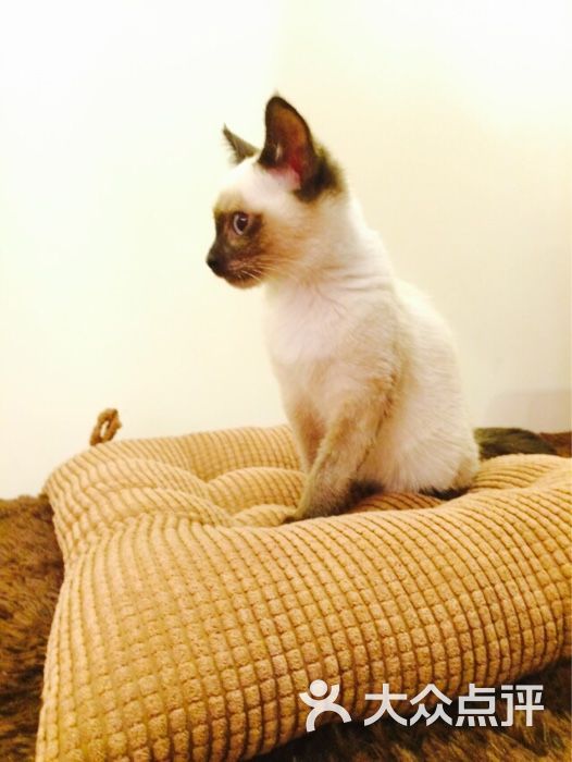 candycat猫咪咖啡馆