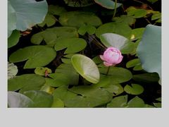 -东山雕花楼