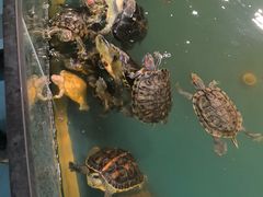 -上海大自然野生昆虫馆(东方明珠·爬宠昆虫探索中心)