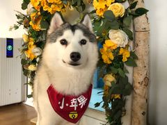 -Husky Go! 哈士奇体验馆·宠物咖啡厅狗咖