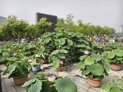 -莲花池公园