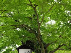 -三千院