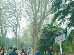 -武汉大学-樱园