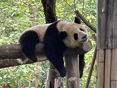 -都江堰中华大熊猫苑