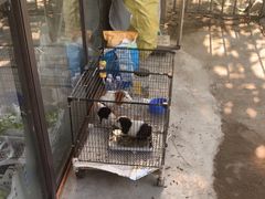 -马陆小张葡萄园农家乐