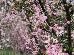 -天鹅湖体育公园