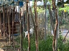 -马陆小张葡萄园农家乐