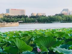 -莲花池公园