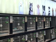 -翊宠yipet猫狗购宠庄园犬舍•猫舍
