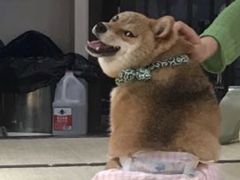 -逗柴咖啡屋·狗咖猫咖宠物桌游