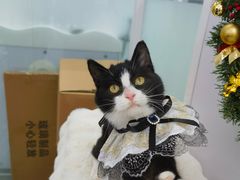 -爱洗澡的猫(望京店)