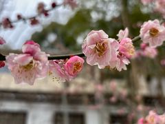 -求雨山文化公园