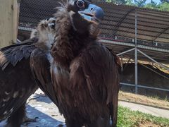 -西霞口神雕山野生动物世界