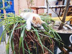 -新疆狼爷烤肉(宋庄店)