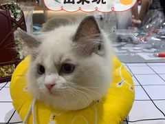 -Pets First伊珊娜洗护·精致美容·家庭式寄养(新会路店)