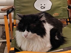 -平行世界·猫咖(首经贸店)