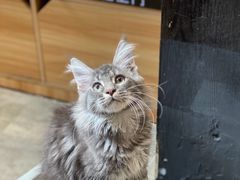 -欣宠猫屋·矮脚拿破仑·蓝金金渐层
