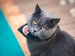 -猫在这儿猫咪咖啡馆·撸猫馆