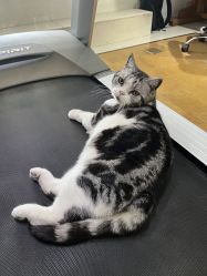 -杨卓刺青工作室·YZ STUDIO