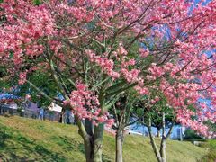 -风云岭森林公园