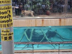 -清迈夜间动物园