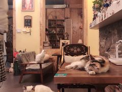 -猫色咖啡·猫咖