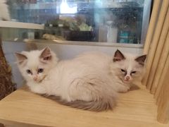 -楼上猫咖(罗湖店)