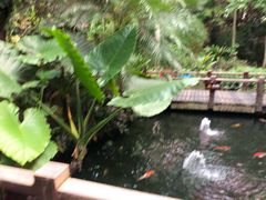 -呀诺达热带雨林