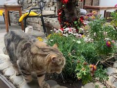 -喵屿·大理花园猫咖