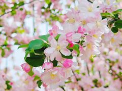 -海棠花溪(元大都城垣遗址公园)