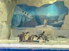 -华夏文旅海洋公园