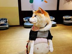 -逗柴咖啡屋·狗咖猫咖宠物桌游