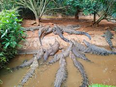 -海南热带野生动植物园