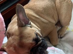 -艾贝尔宠物医院·狂犬免疫点(江山金象城店)