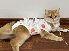 -瑞派·关忠动物医院·猫专科·犬专科(三环新城店)