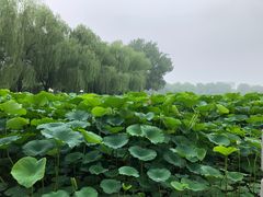 -莲花池公园