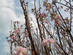 -天适樱花悠乐园