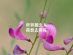 -郭阿姨月亮馍