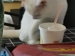 -万小咖.猫咖(中山路天虹店)