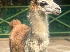 -杭州野生动物世界