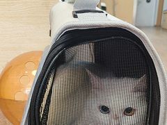 -中农大我爱我爱24h动物医院·中医针灸·猫专科·骨科医疗中心(双井店)