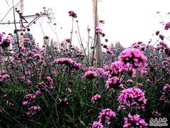 -紫海香堤香草艺术庄园
