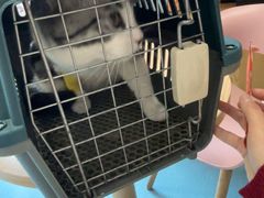 -宠颐生宠物医院·异宠猫科内科·诊疗中心宠巢店
