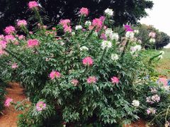 -松山湖梦幻百花洲