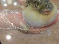 -肆月河豚·淮扬菜·湘菜(华天店)