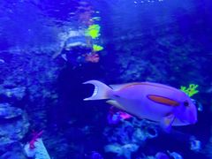 -太平洋海底世界