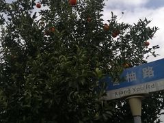 -上海长兴岛郊野公园