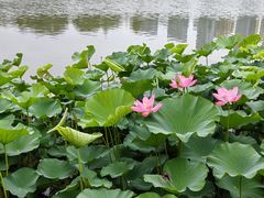 -天鹅湖体育公园
