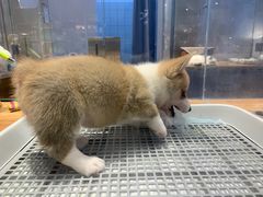 -狗道宠物(常熟印象城店)